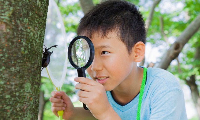 the best mole repellents and castor oil japanese elementary school students to take a beetle