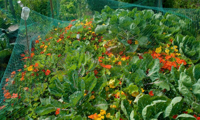 the best mole repellents and castor oil cabbages  brassica oleraca flowers under netting