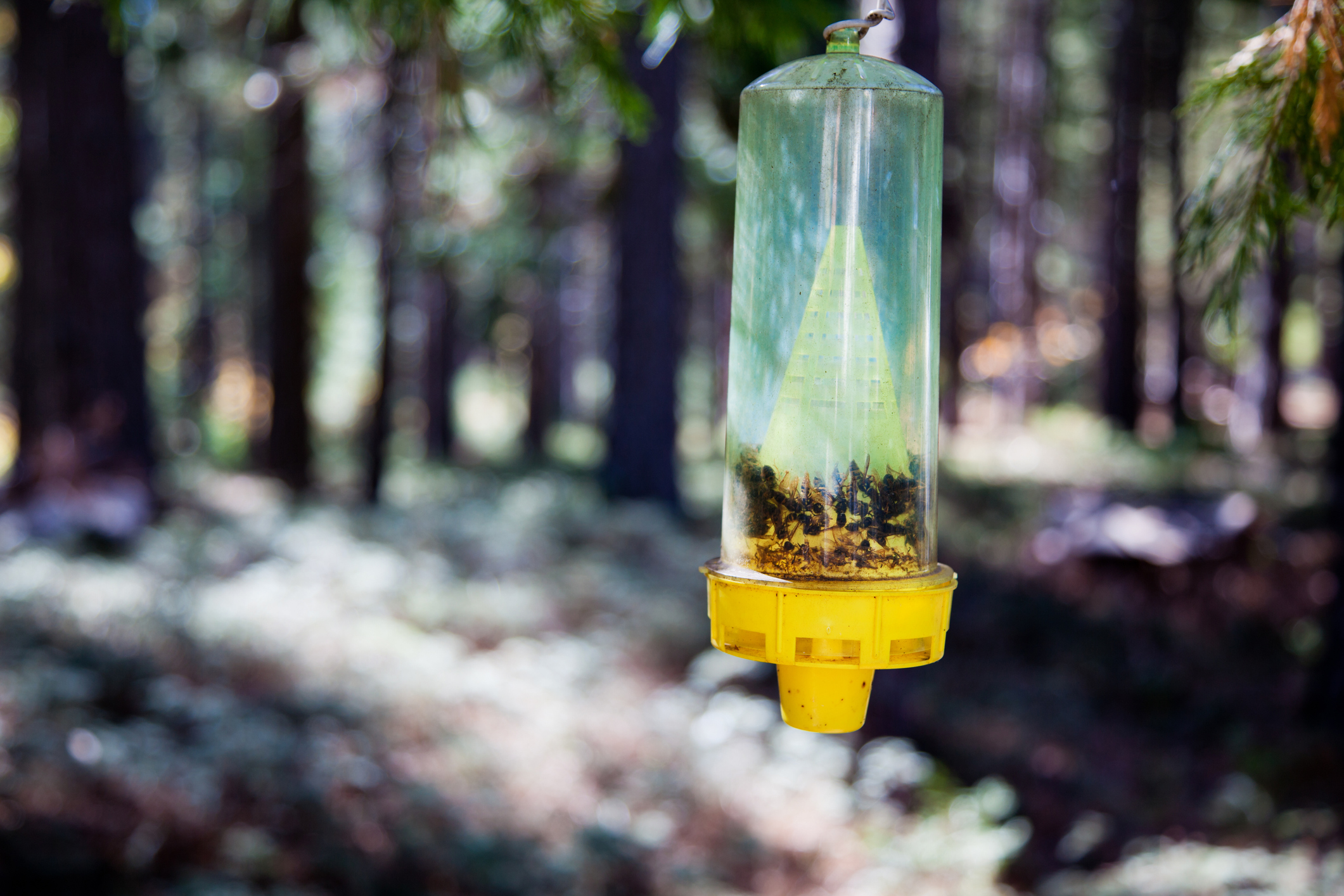 The Best Yellow Jacket Traps 21Oak   Best Yellowjacket Trap 