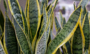 best snake plants sansevieria  plant