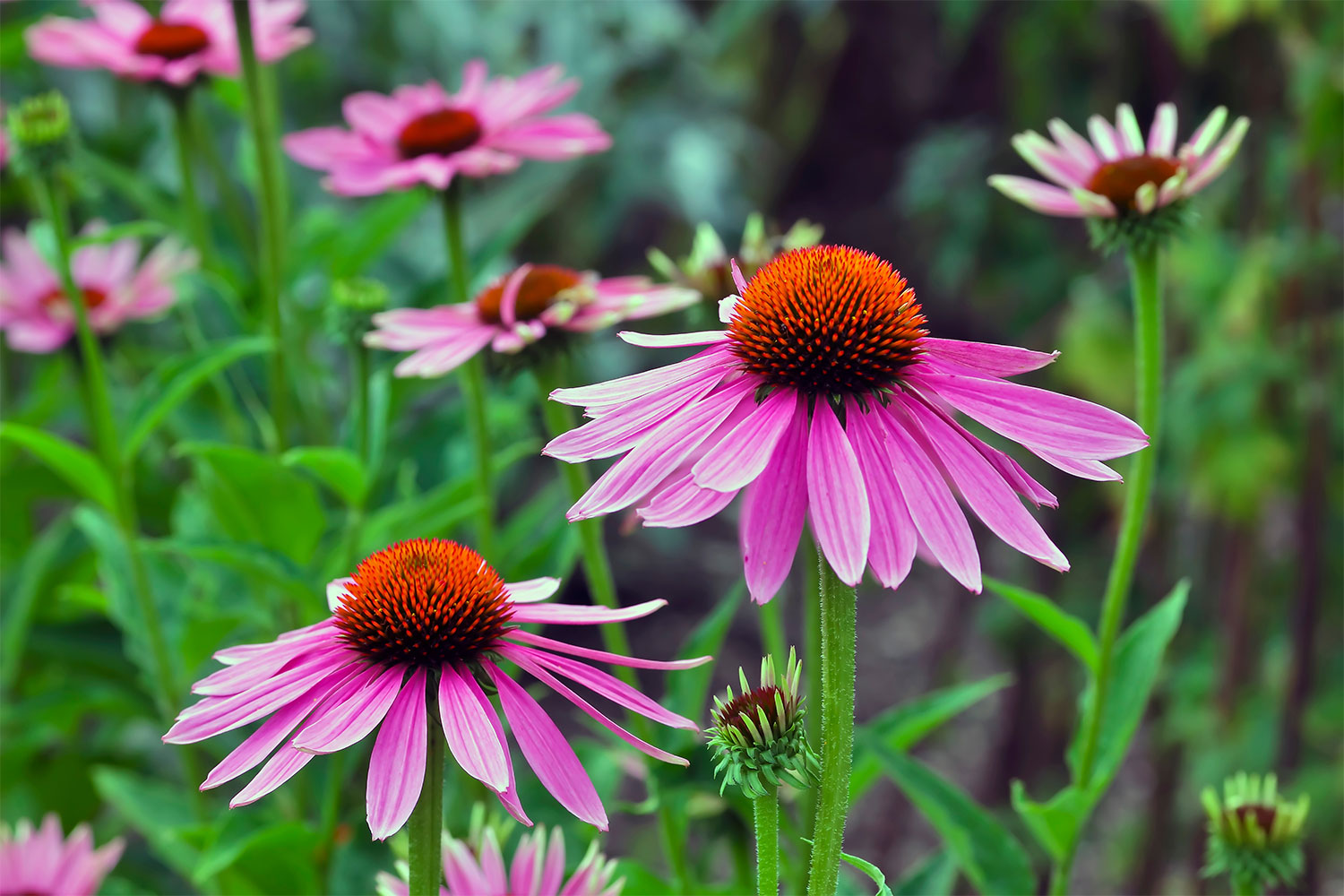 4-ways-to-prep-your-flower-beds-for-winter-weather-21oak