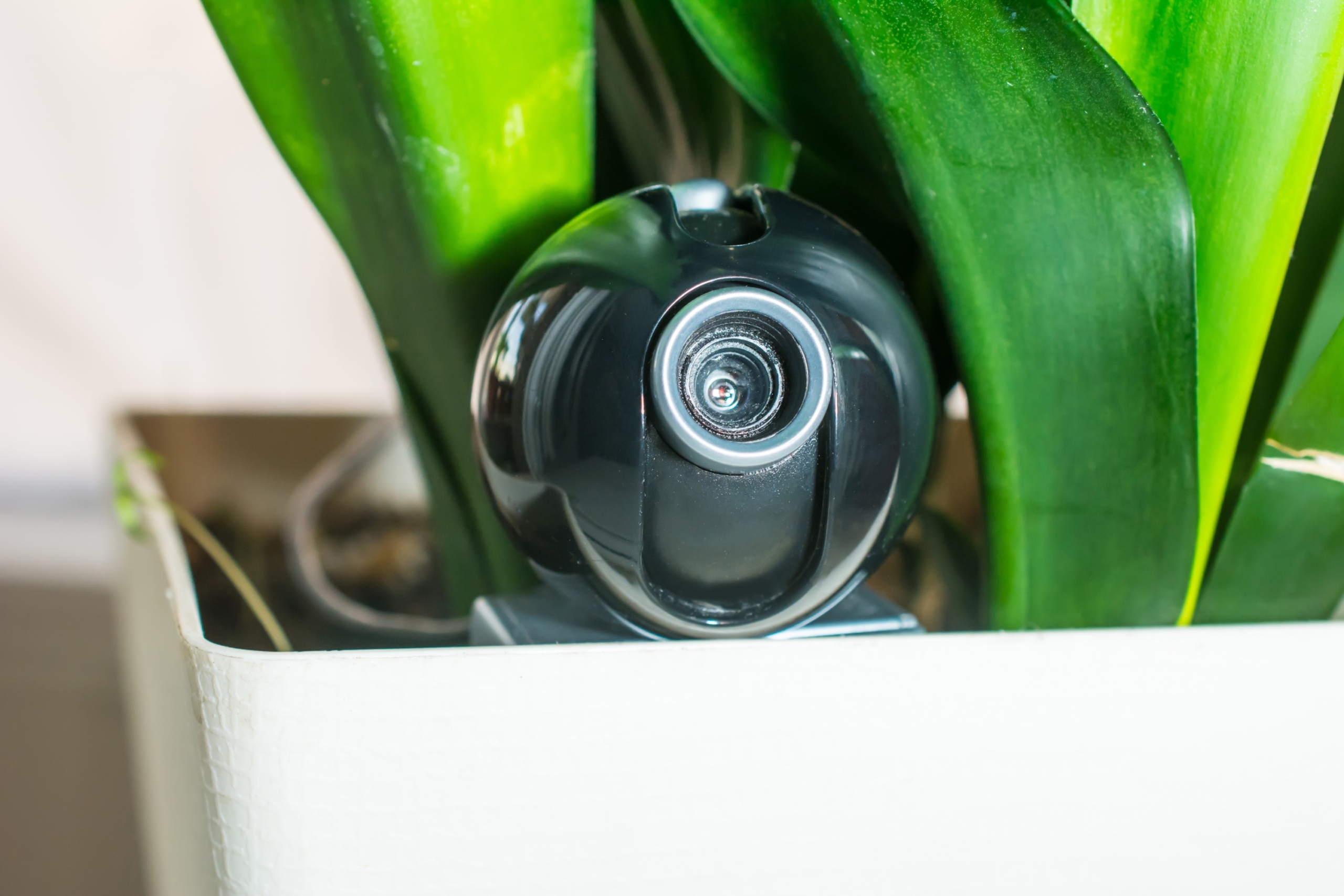 hidden home security camera in plant