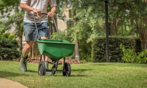 Fertilizing lawn