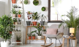 Apartment with shelves and potted plants