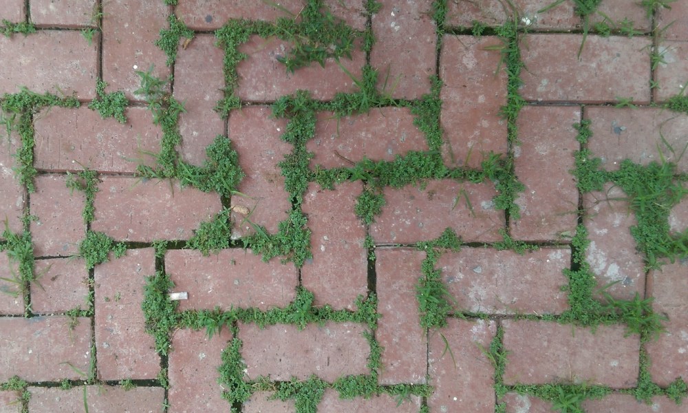 Weeds between pavers