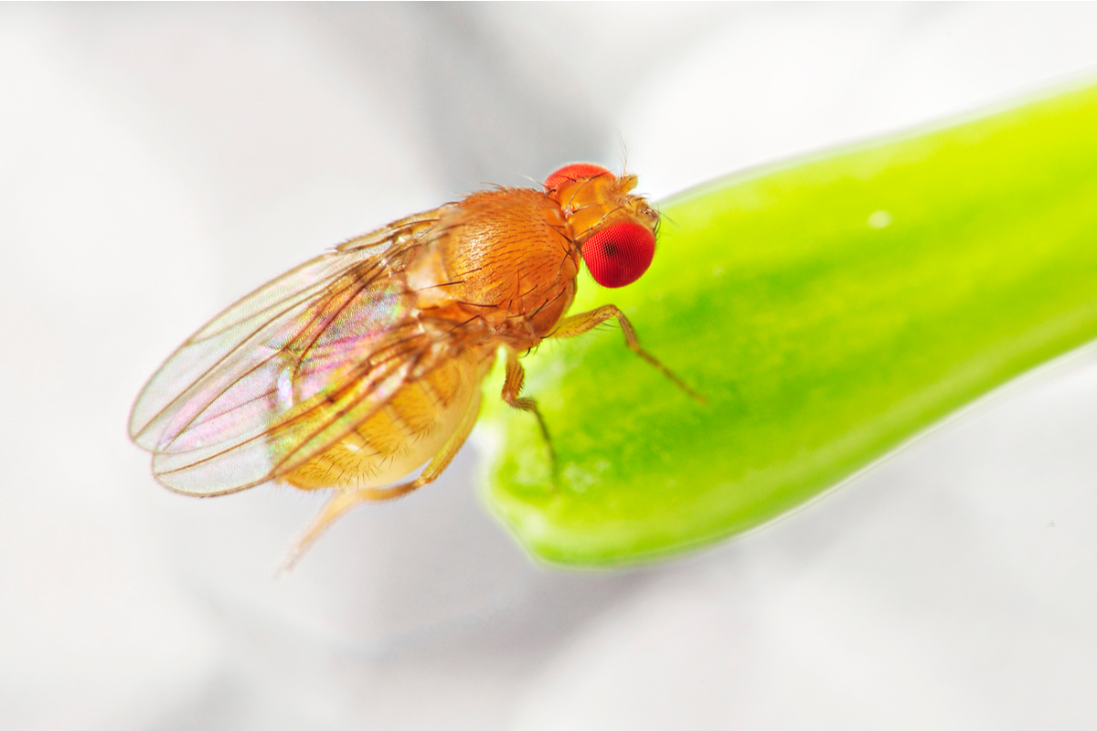 close up image of a fruit fly on a leaf