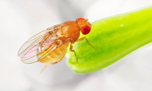 Close-up image of a fruit fly on a leaf