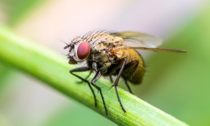 close up of a fruit fly