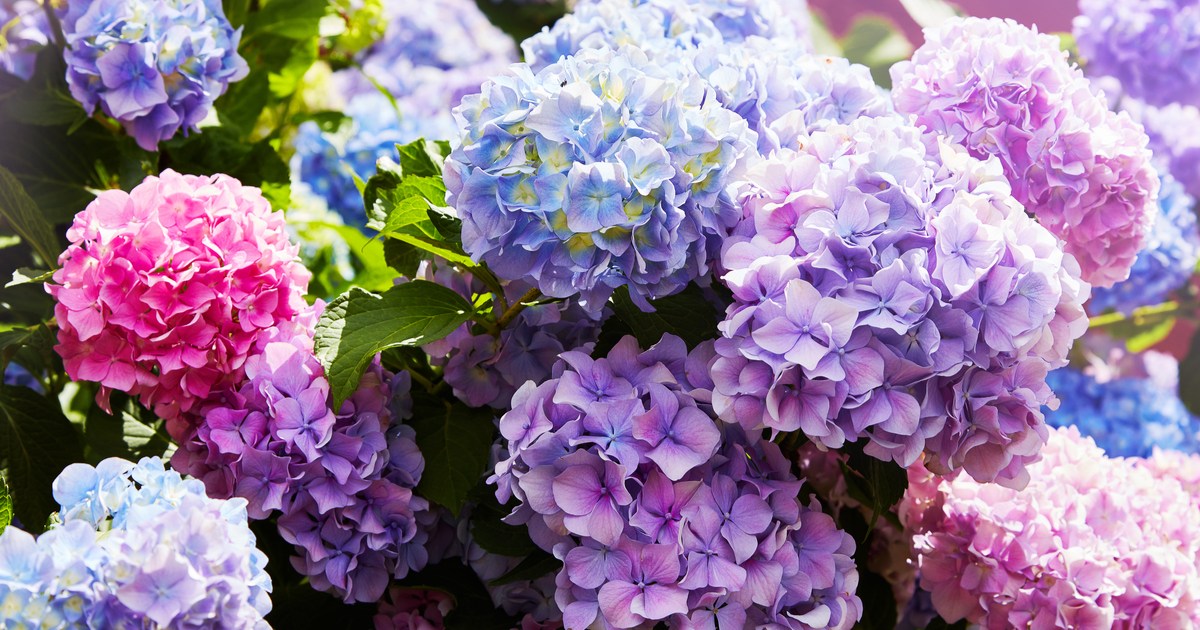 The best perennial flowers that bloom all summer | 21Oak