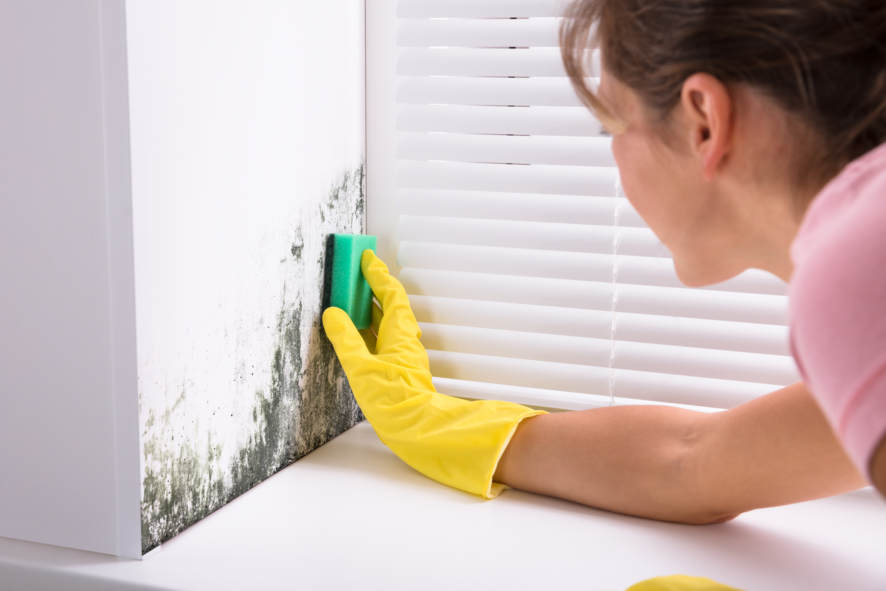 Woman scrubbing mold growth