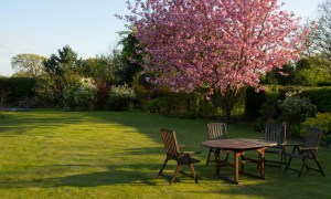 Large yard with flowering tree and picnic table