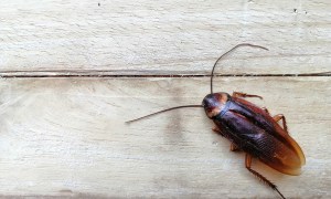 cockroach on a board