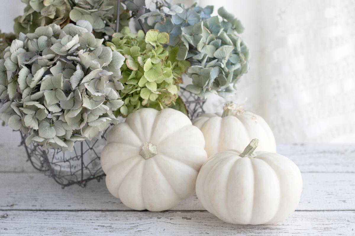 modern fall decor white pumpkins hydrangeas
