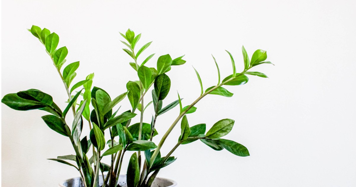 ZZ Plants Are Easy To Care for — What You Need To Know | 21Oak