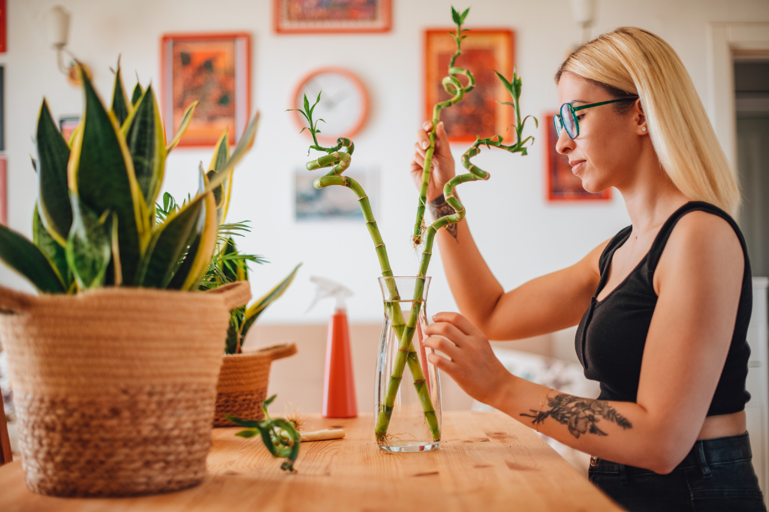 how to grow bamboo indoors and outdoors woman growing at kitchen table resized