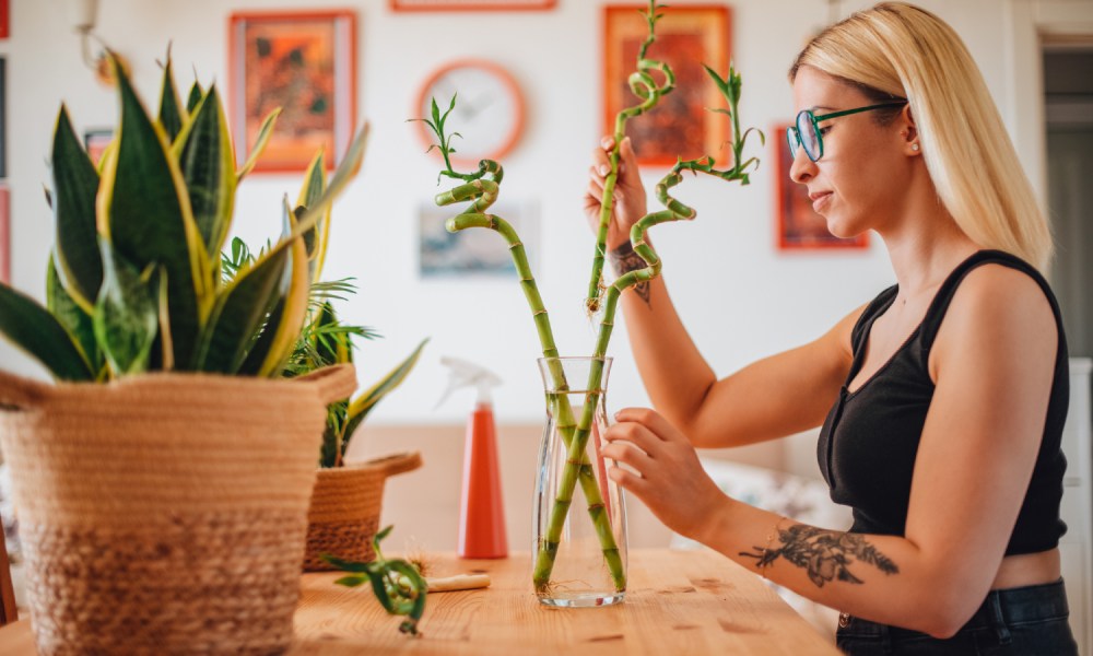 Woman growing bamboo at kitchen table.