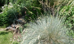 Blue oat grass