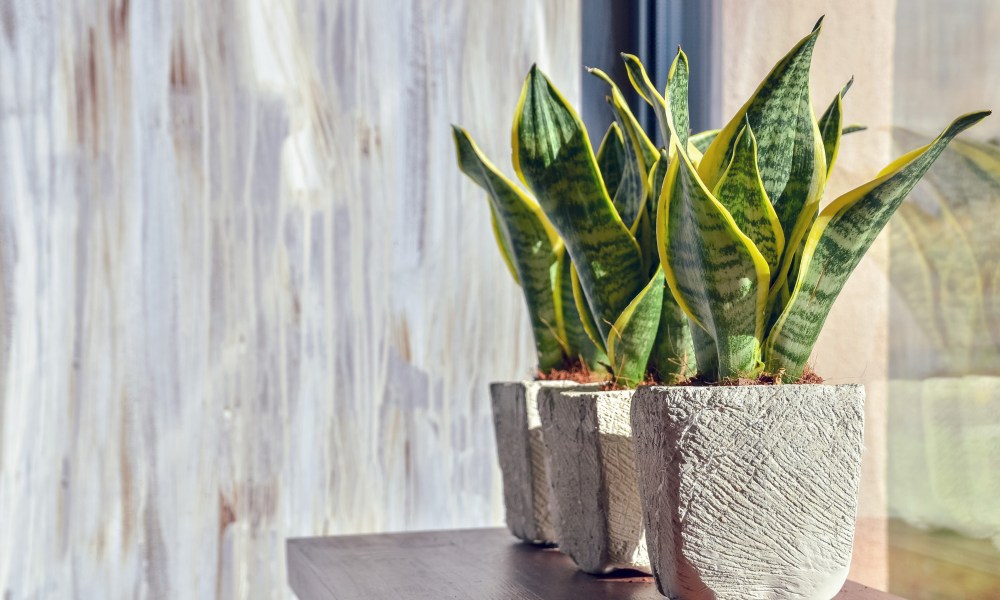 Snake plants by a window