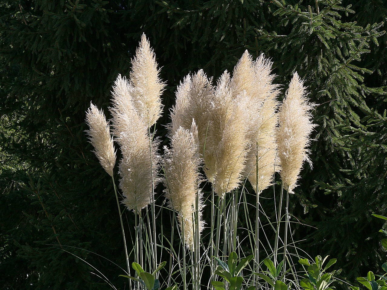 Our 9 favorite ornamental grasses | 21Oak