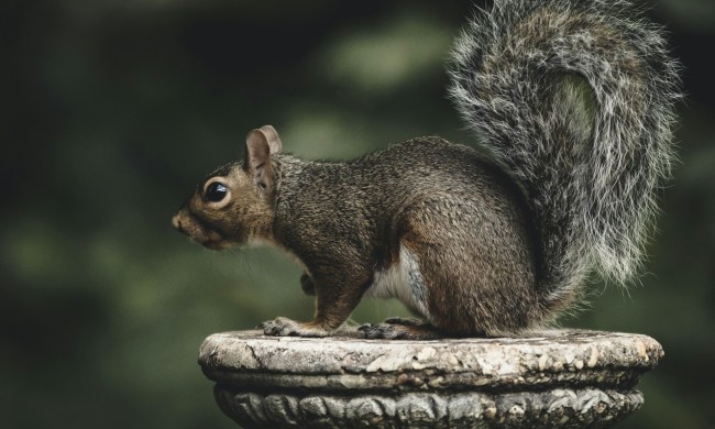 Squirrel sitting on stone pillar in a garden. How to keep squirrels out of potted plants